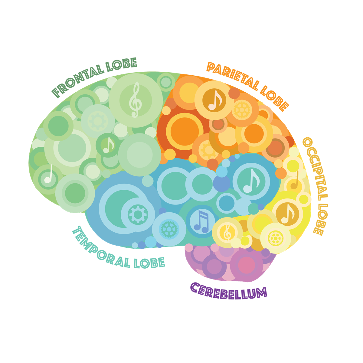 Illustration of the 5 parts of the brain. How music classes for children and schools boost brainpower.