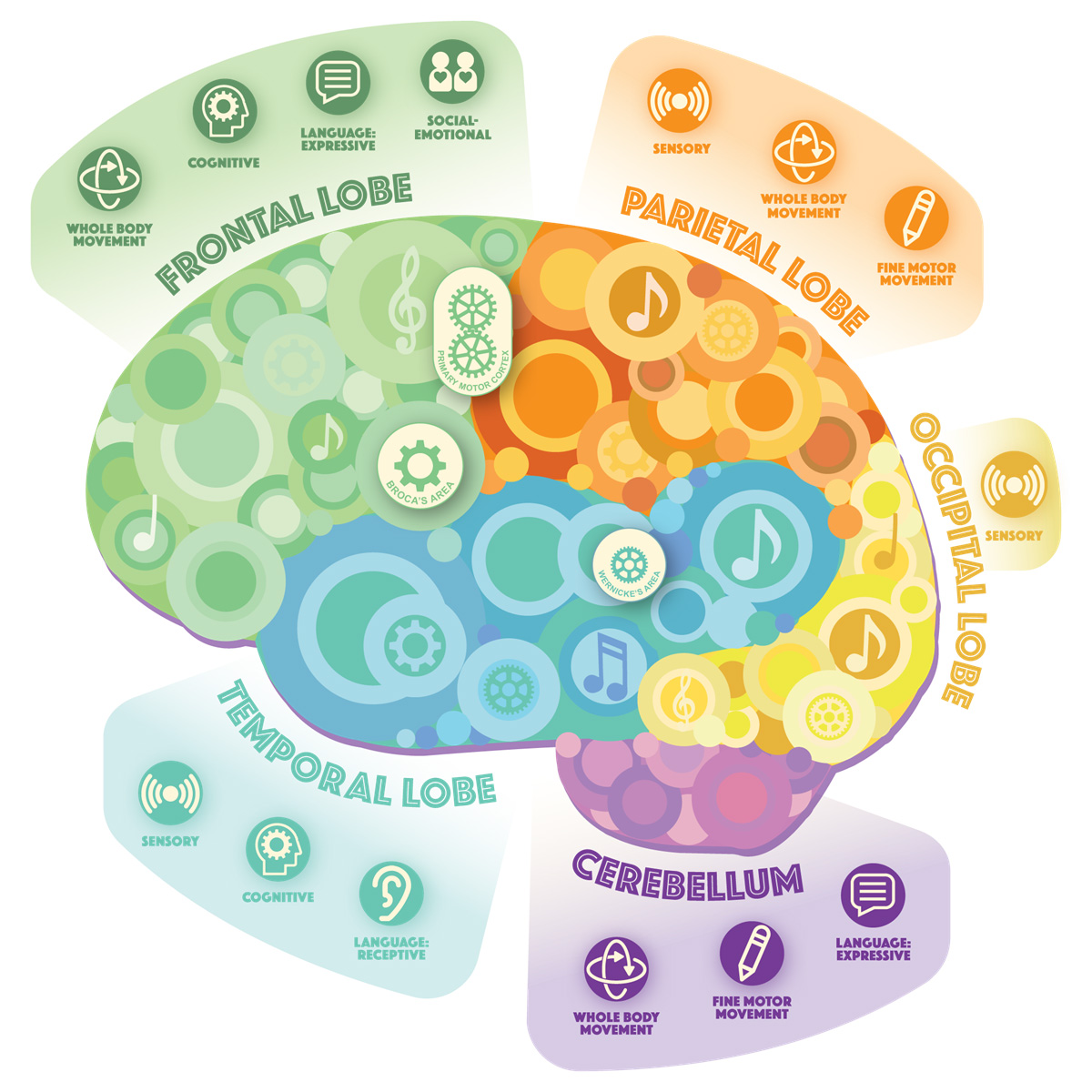 Illustration of the human brain. How music and movement affect all areas of the brain and boost development.